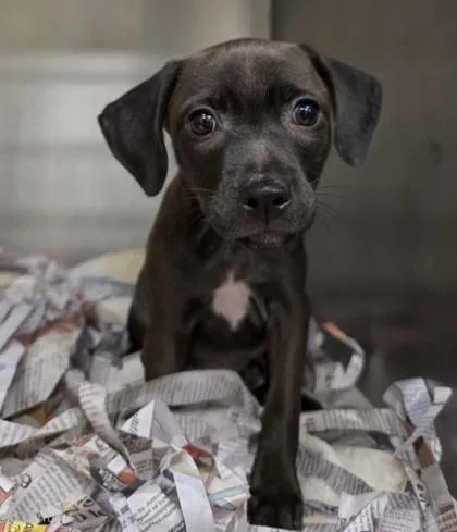 A baby small-sized female Pit Bull Terrier dog named Olive for adoption in Honolulu, HI