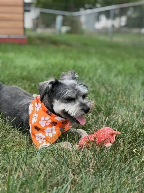 A young small-sized female Miniature Schnauzer dog named Lily for adoption in Homer Glen, IL