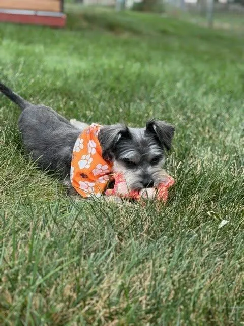 Lily thumbnail 5