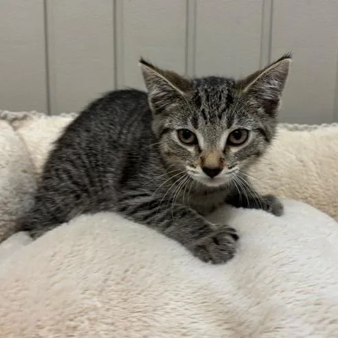 A baby small-sized female Brown / Chocolate Domestic Short Hair cat named Pepper for adoption in Hawthorne, CA