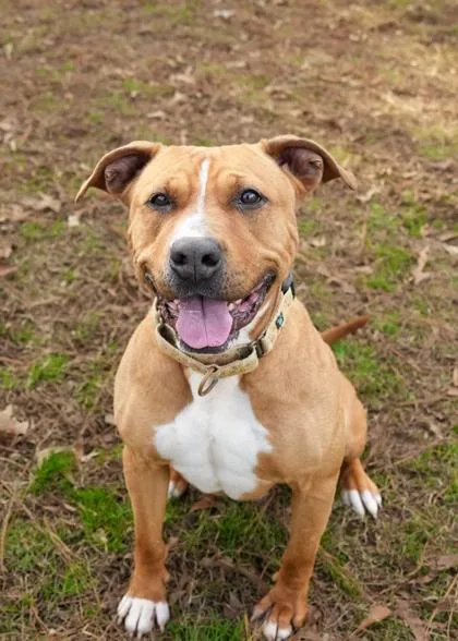 An adult medium-sized female Mixed Breed dog named Prudence for adoption in Aiken, SC