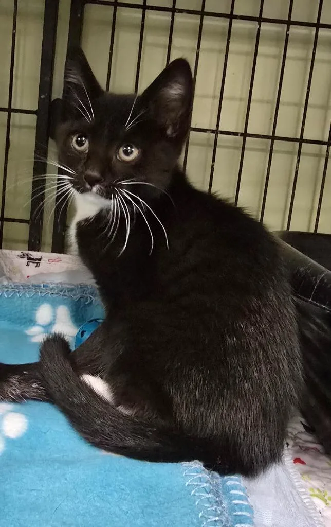 A baby medium-sized female Domestic Short Hair cat named Beezus for adoption in Auburn, IN