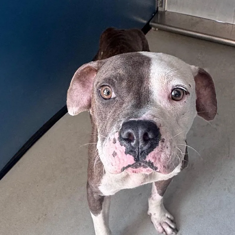 An adult medium-sized female Gray / Blue / Silver Mixed Breed dog named Cobbler for adoption in Greenville, SC