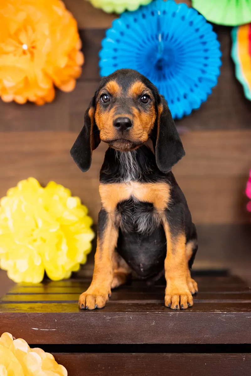 A baby medium-sized female Hound dog named 800-26 for adoption in Brighton, CO