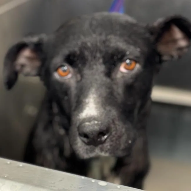 An adult large-sized female Terrier dog named Fiesta for adoption in San Diego, CA