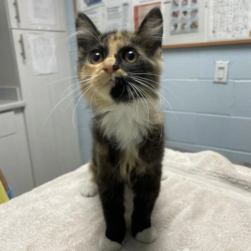 A baby small-sized female Domestic Medium Hair cat named Diana for adoption in Riverside, CA