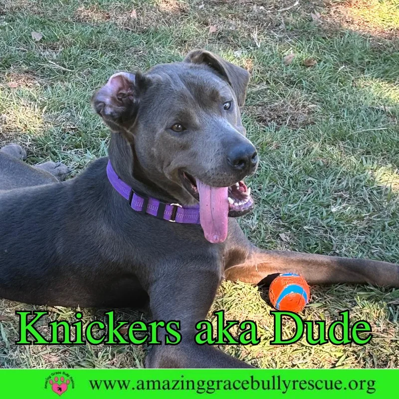Knickers Aka Dude Aka