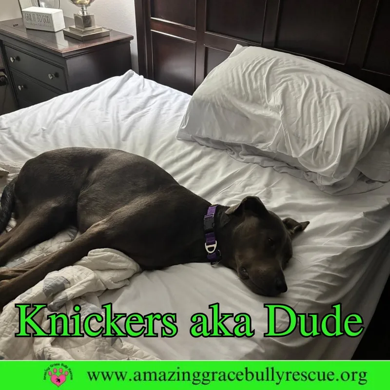 Knickers Aka Dude Aka thumbnail 3