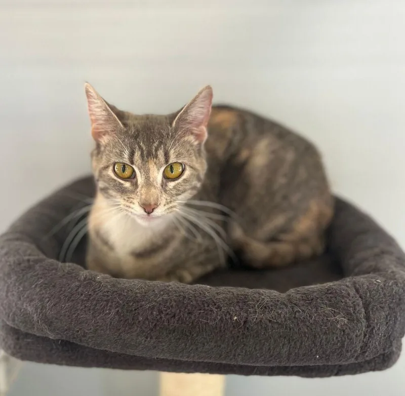 A young medium-sized female Domestic Short Hair cat named Sookie for adoption in McPherson, KS