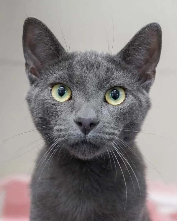 A young small-sized male Domestic Short Hair cat named Silverstein for adoption in Novato, CA