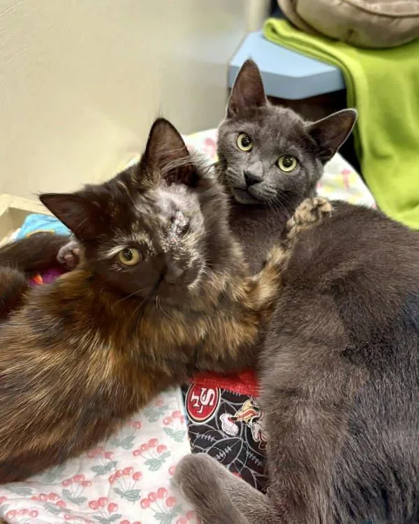 Silverstein thumbnail 3