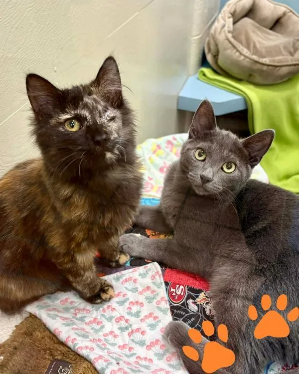 Silverstein thumbnail 5