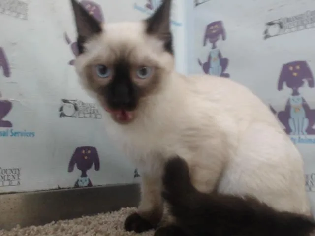 A baby small-sized male Siamese cat named Cloudy for adoption in Orlando, FL
