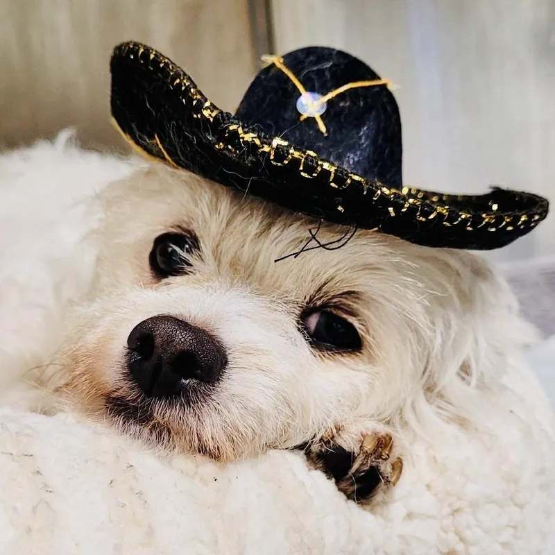A young small-sized female White / Cream Maltese dog named Dallas for adoption in Beverly Hills, CA