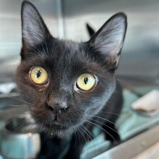 A young small-sized female Black Domestic Short Hair cat named Lilly for adoption in Matteson, IL
