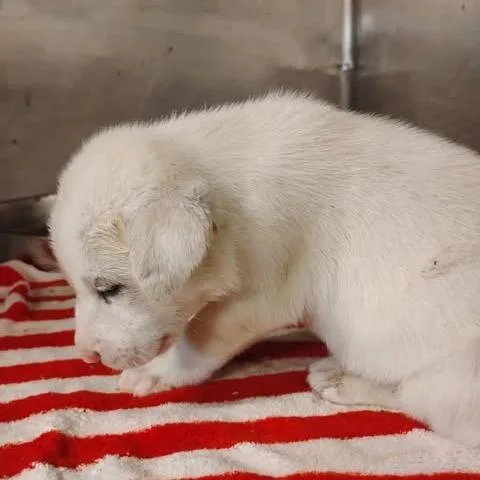 A baby small-sized female White / Cream Pit Bull Terrier dog named Snow for adoption in Dover, AR