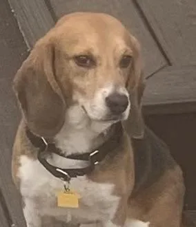 An adult small-sized male Tricolor (Brown, Black, & White) Beagle dog named Larry for adoption in South Plainfield, NJ