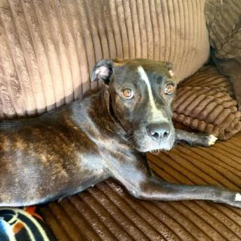 A young medium-sized female Pit Bull Terrier dog named Persephone for adoption in Tulsa, OK