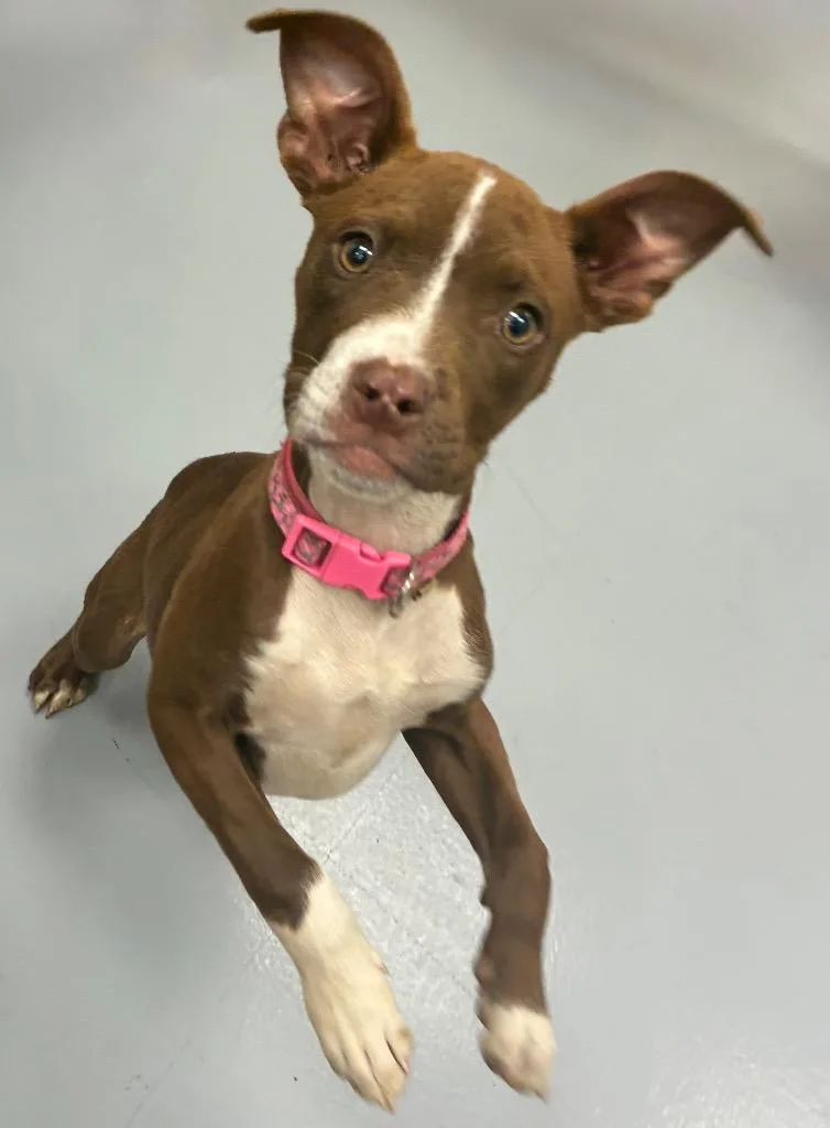 A baby medium-sized female Boxer dog named Rhonda for adoption in Hartsville, SC