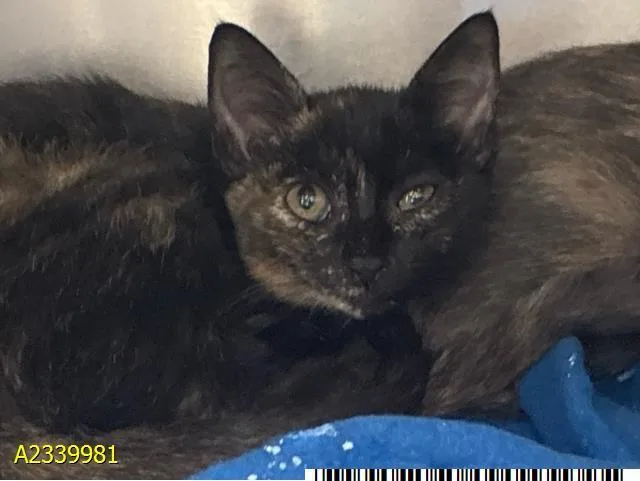 A baby small-sized female Domestic Short Hair cat named Clover for adoption in West Palm Beach, FL