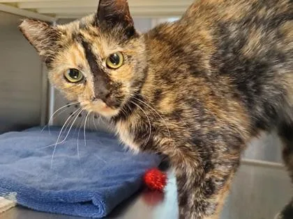 An adult medium-sized female Domestic Short Hair cat named Ashley for adoption in Kansas City, MO