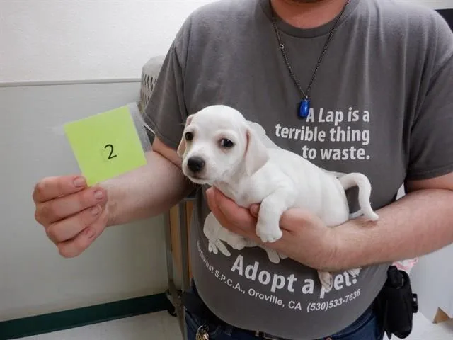 A baby small-sized male Chihuahua dog named Nemo for adoption in Oroville, CA