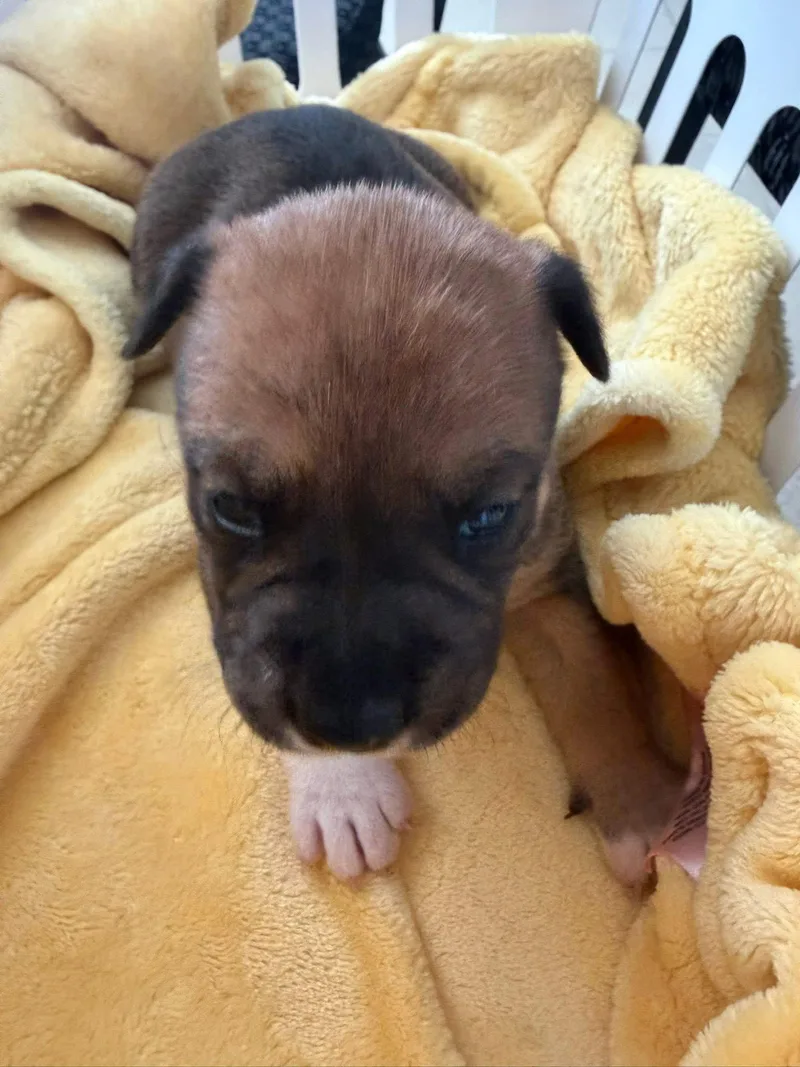 Cocoa