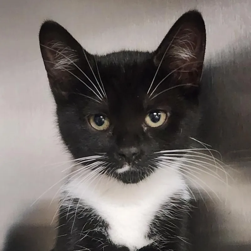 A baby small-sized female Black American Shorthair cat named Strawberry for adoption in Shinnston, WV