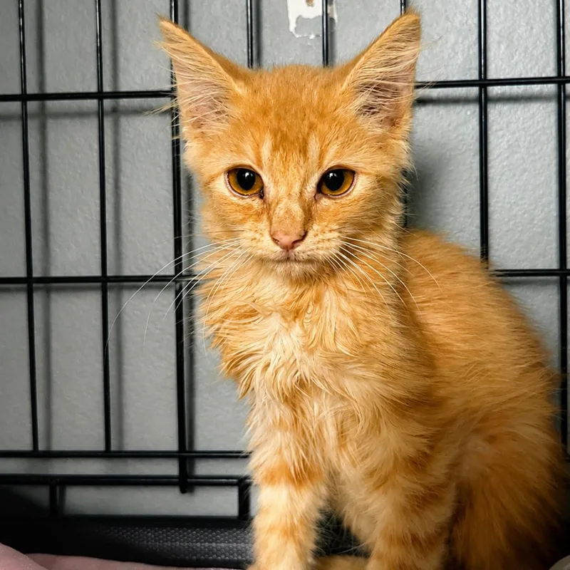 A baby small-sized male Domestic Short Hair cat named Mission for adoption in debary, FL