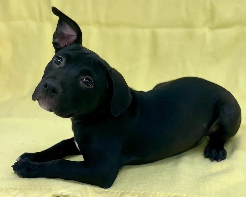 A baby medium-sized female Tricolor (Brown, Black, & White) American Bulldog dog named Mary for adoption in Jamestown, CA