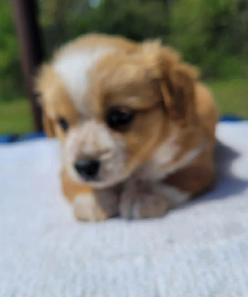 A baby small-sized female Spaniel dog named Millie for adoption in Grand Bay, AL