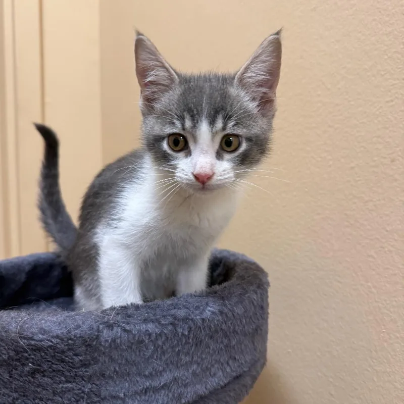 A baby small-sized male Gray / Blue / Silver Domestic Short Hair cat named Charlie for adoption in Hemet, CA