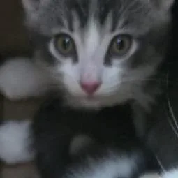Charlie thumbnail 2