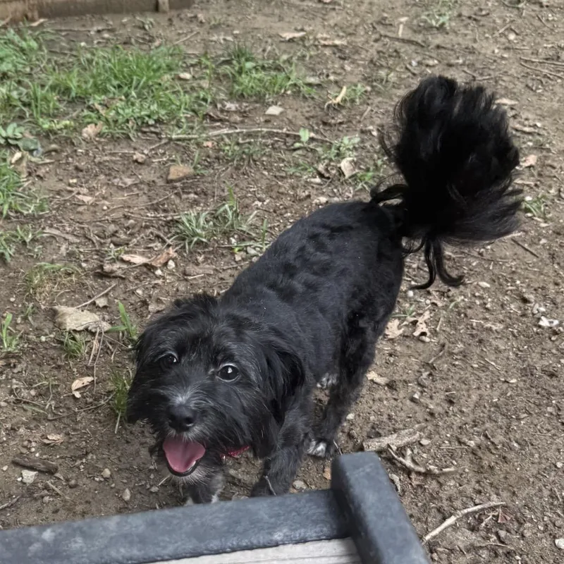 An adult small-sized male Black Mixed Breed dog named Leto for adoption in West Chester, PA