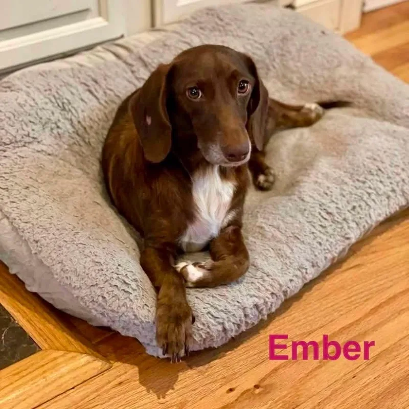 Ember