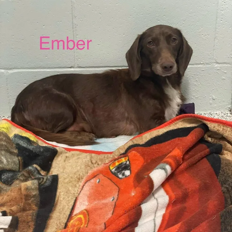 Ember thumbnail 2