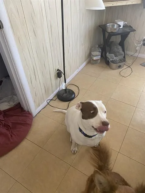 An adult medium-sized female Pit Bull Terrier dog named Kiyane for adoption in Tucson, AZ