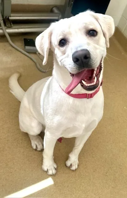 A young medium-sized male Labrador Retriever dog named Meelo for adoption in Derwood, MD
