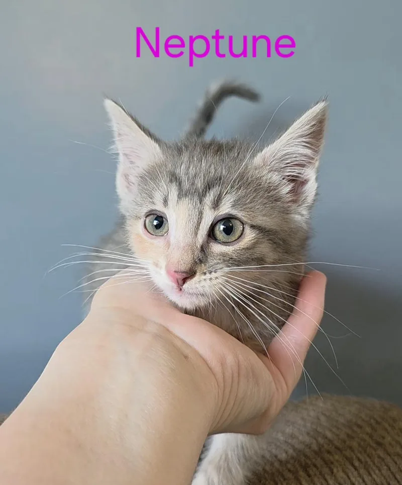 Neptune