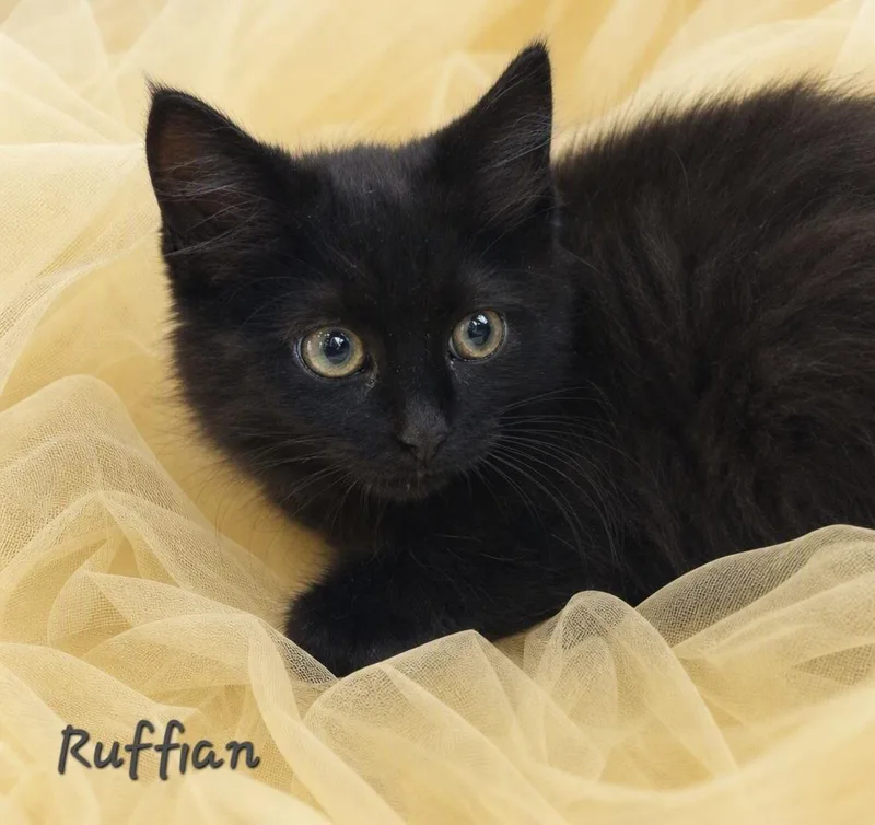 Ruffian