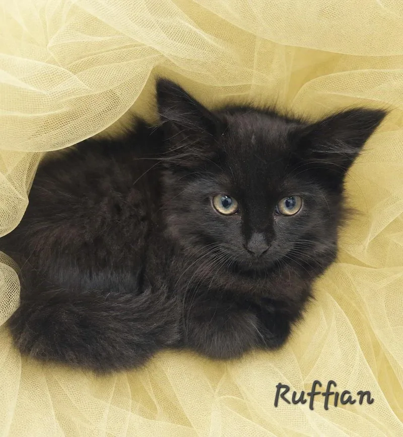 Ruffian thumbnail 2