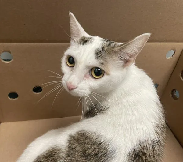 An adult medium-sized female Domestic Short Hair cat named Butterscotch for adoption in Ridgewood, NY