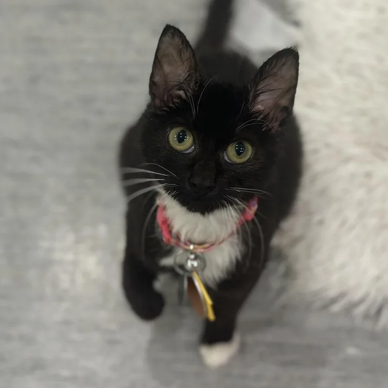 A baby small-sized female Domestic Medium Hair cat named Aquinnah for adoption in Port Washington, NY