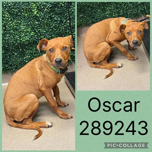A young medium-sized male Mixed Breed dog named Oscar for adoption in Macon, GA
