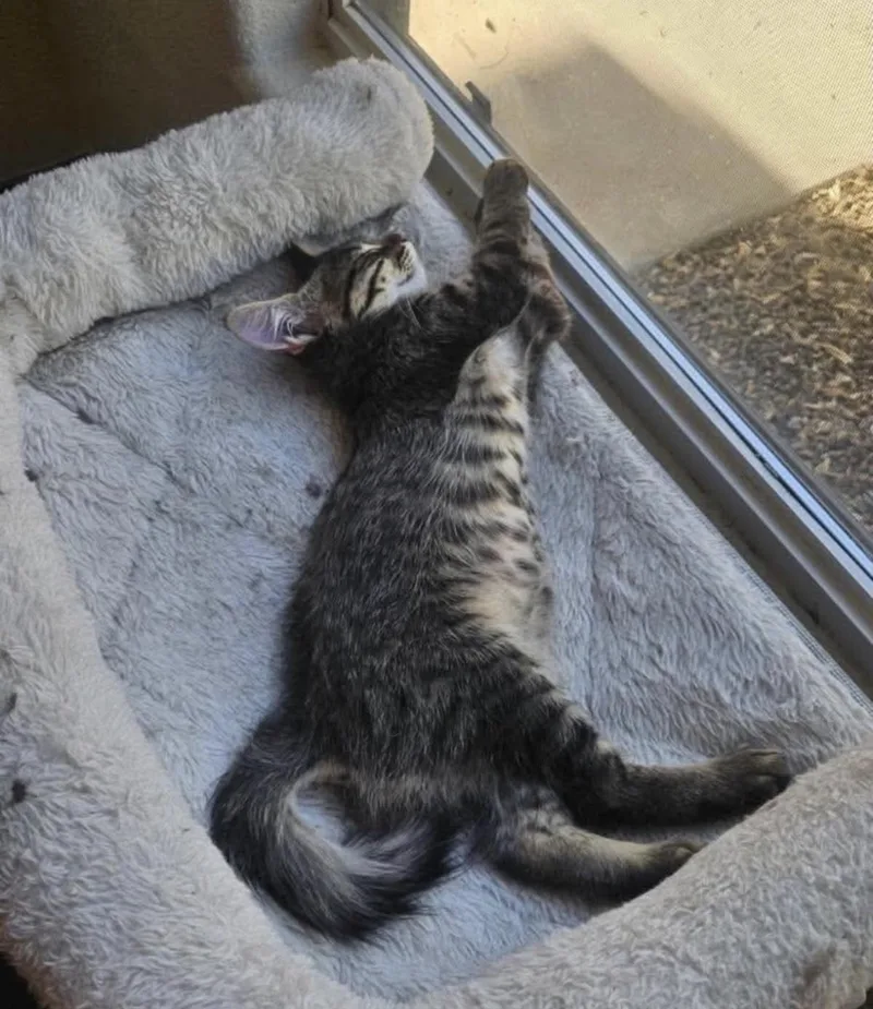 A baby medium-sized male Brown / Chocolate Domestic Short Hair cat named Rob Loveisland for adoption in Chandler, AZ