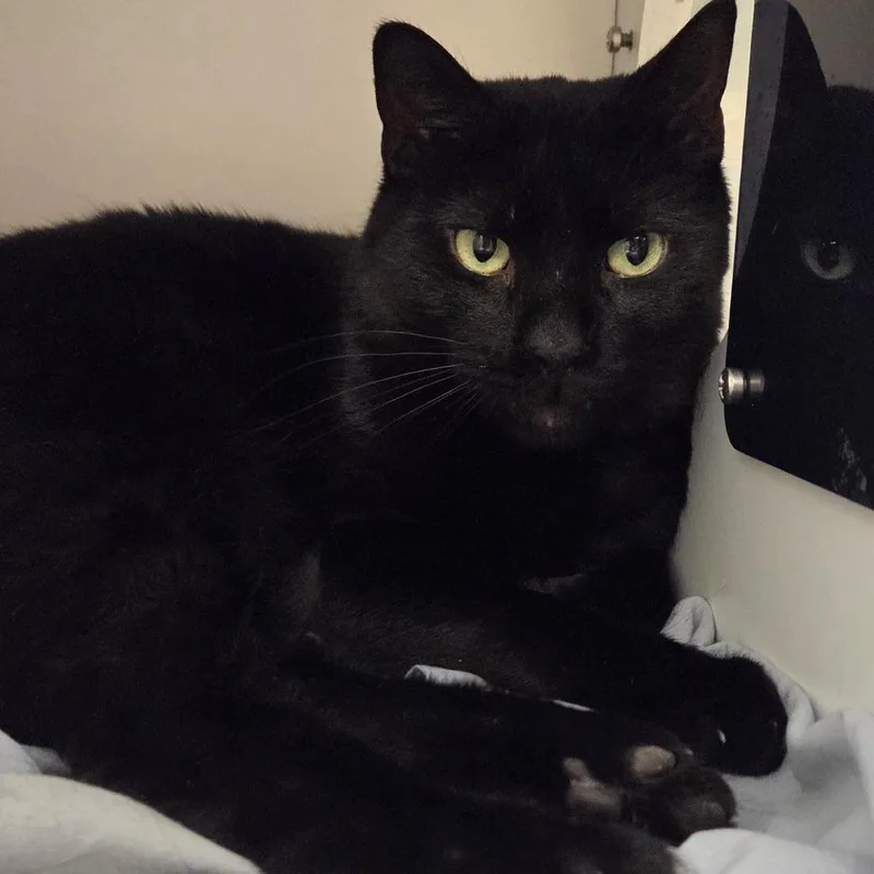 An adult large-sized male Domestic Short Hair cat named Santa for adoption in Voorhees, NJ