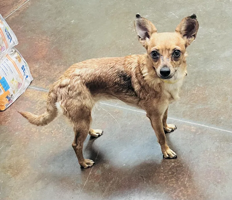 An adult small-sized female Chihuahua dog named Mia for adoption in Council Bluffs, IA