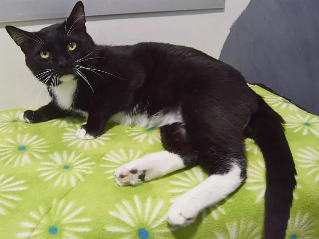A young large-sized male Domestic Short Hair cat named General Whiskers for adoption in Sacramento, CA