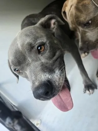 An adult medium-sized female Mixed Breed dog named Harmonia for adoption in Atlanta, GA