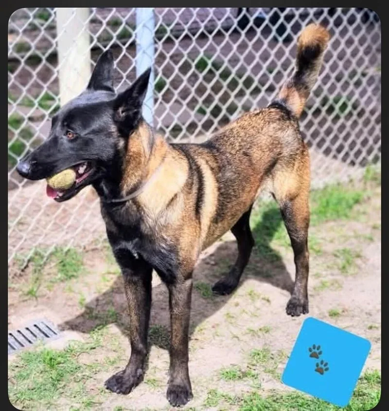 Mango Tango  Located thumbnail 2